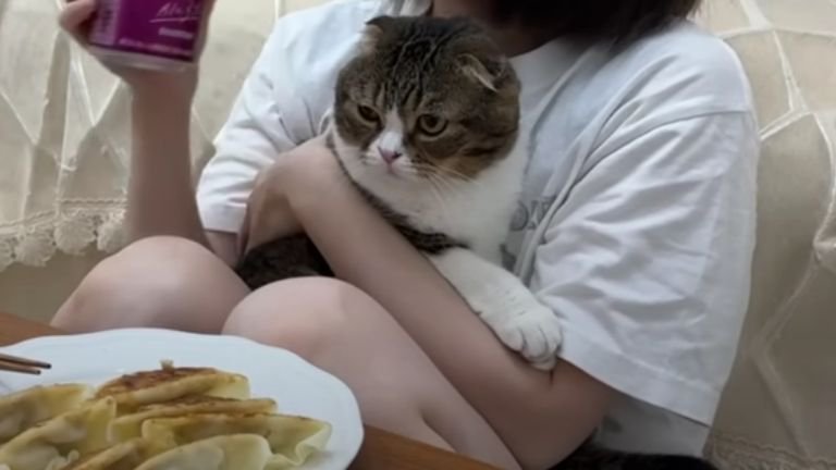 女性に抱かれている猫