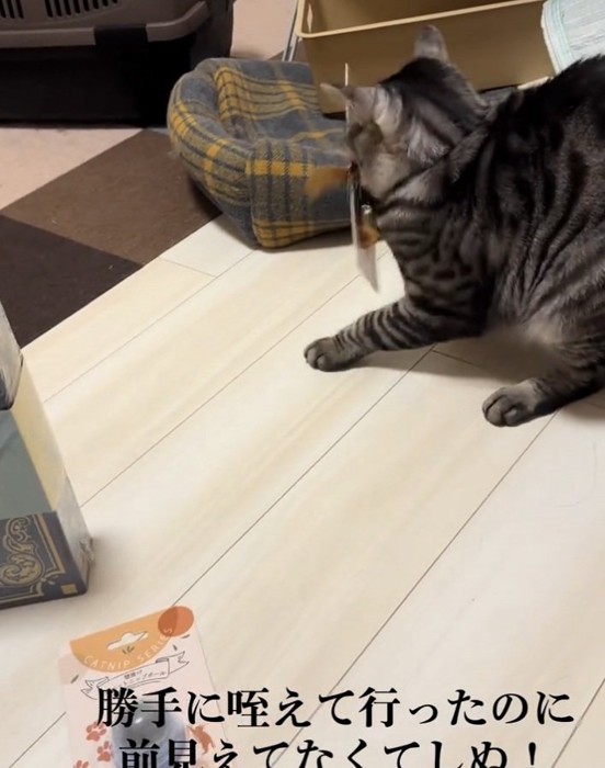 出しすぎちゃった猫 おもちゃを持って行った猫→前が見えなくなって…『可愛すぎる