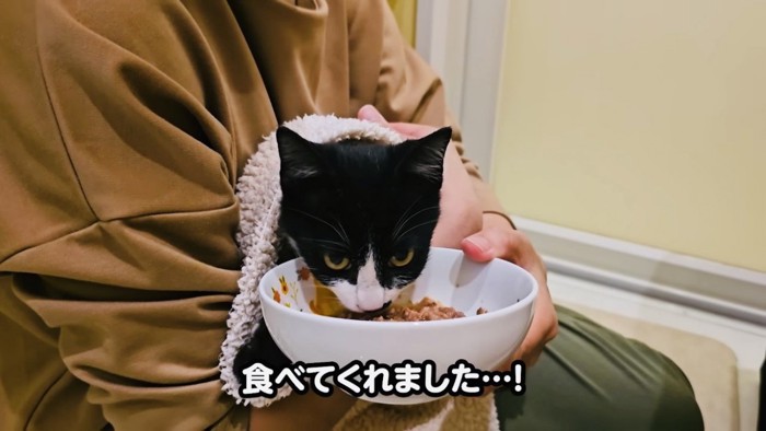 パパさんに抱っこされながらごはんを食べる子猫