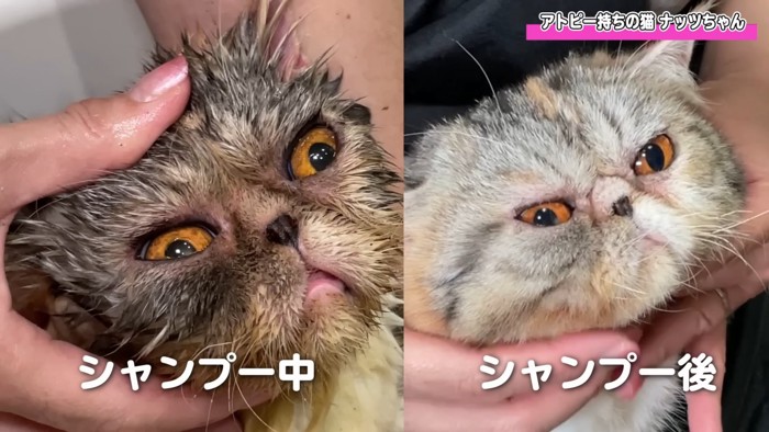 猫のビフォーアフター