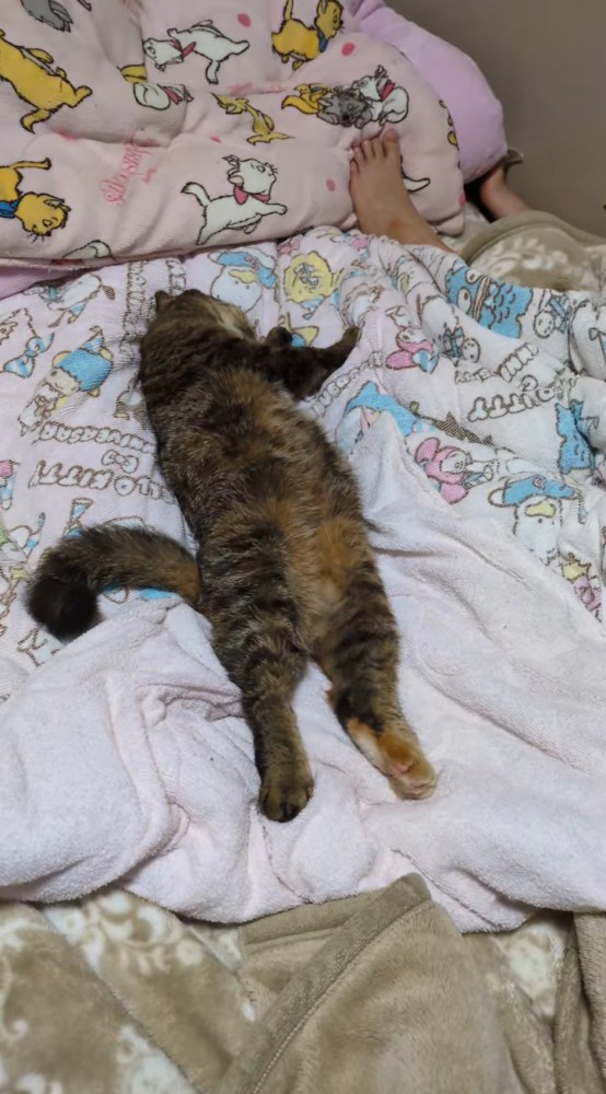 布団の上で眠る猫と子ども