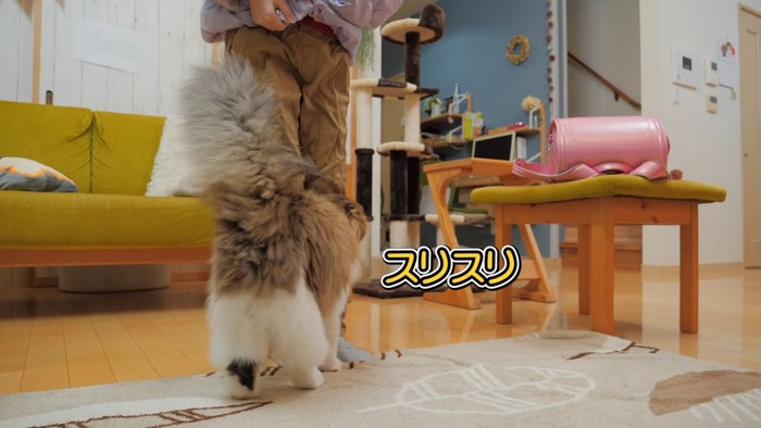 子どもの足元にいる猫
