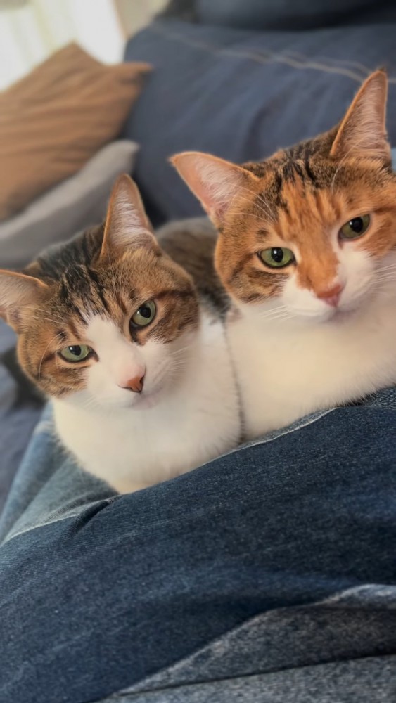 並んでいる2匹の猫