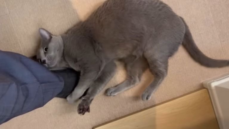 足に抱きつく猫