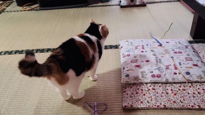 嬉しくて小躍りする三毛猫