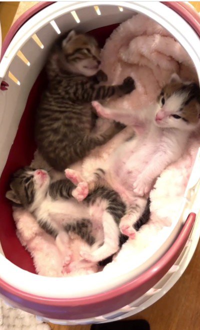 横になっている子猫たち