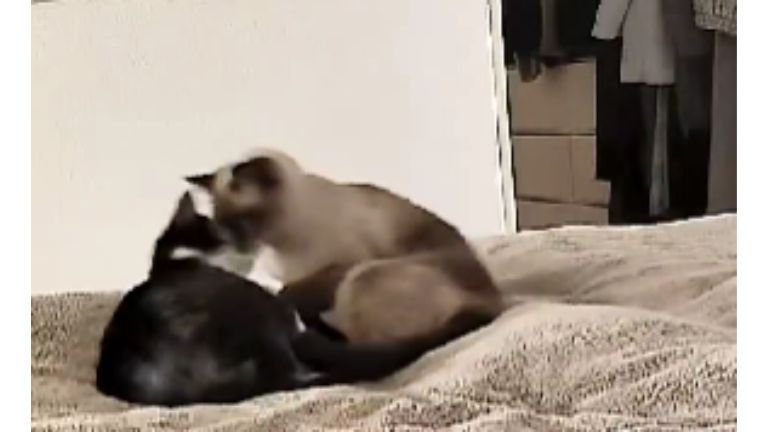 ベッドにいる猫たち