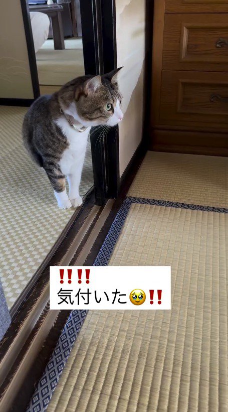 少し遠くから赤ちゃんを凝視するキジ白猫