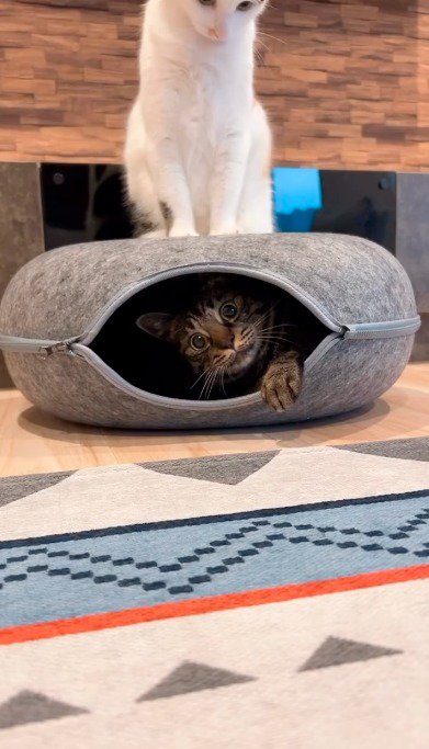 キャットハウスの上に乗る三毛猫