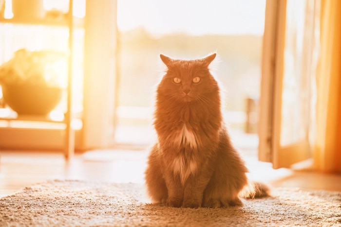 光を浴びて佇む猫