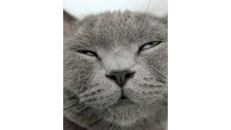 白目をむいている猫