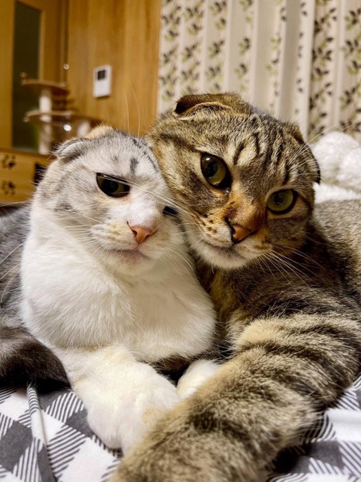 くっつく2匹の猫