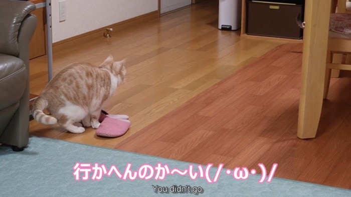 「行かへんのかい」のテロップと猫