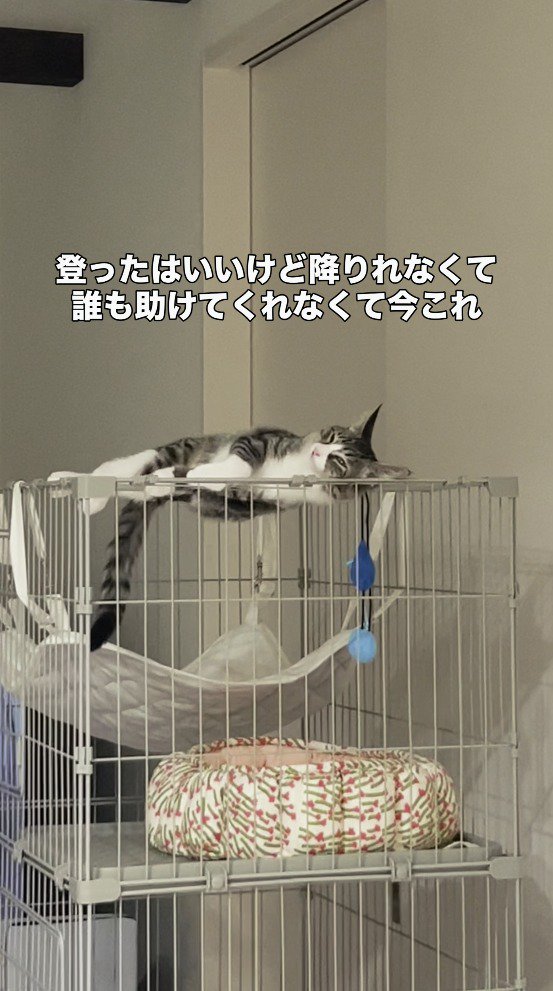 ケージの上で横になるキジ白猫