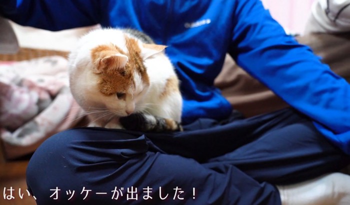 座ろうとする猫
