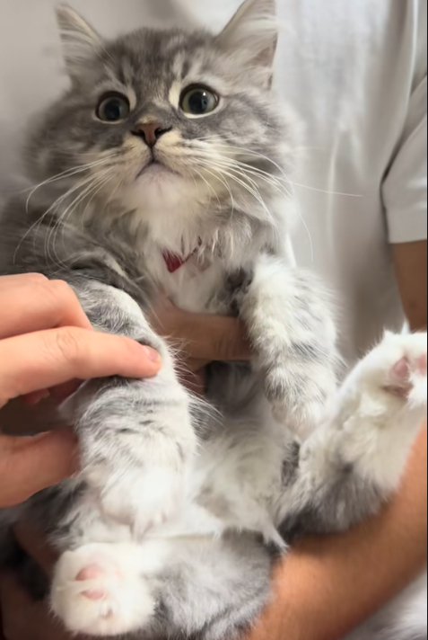 人に抱っこされる猫