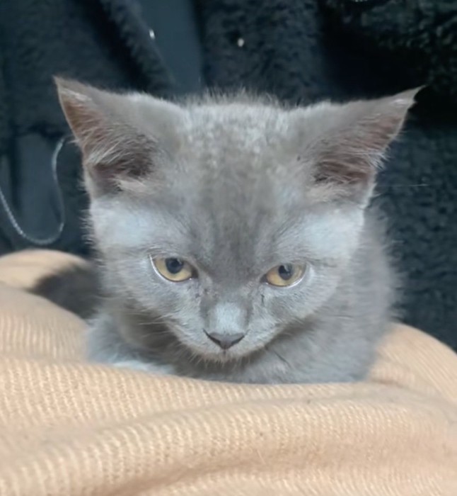 キリッとした顔立ちの子猫