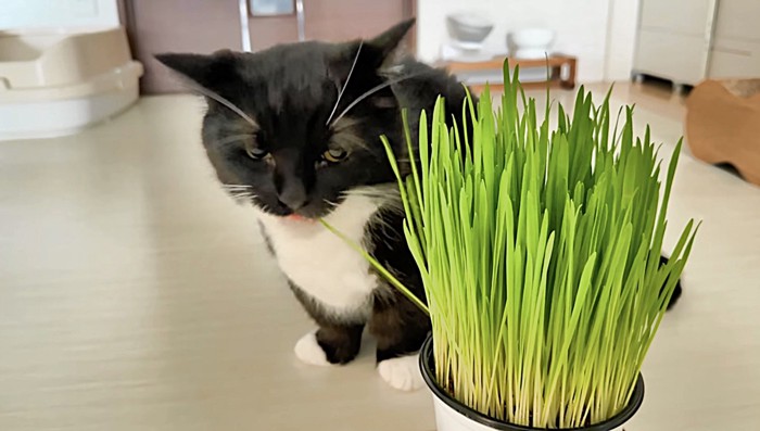 葉っぱを齧れたミヌエット