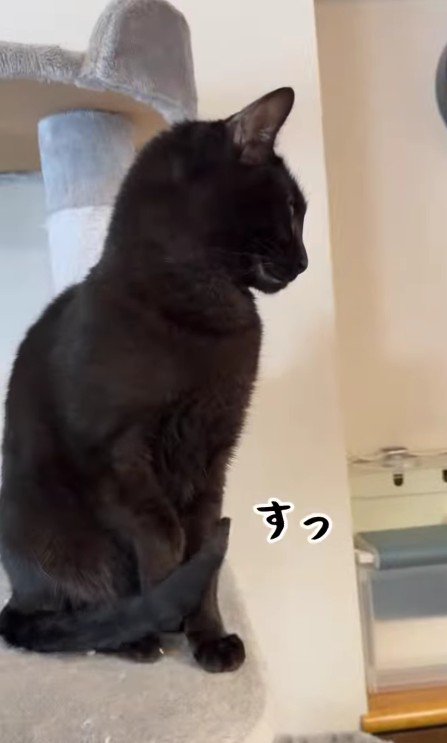 しっぽで爪を隠す黒猫