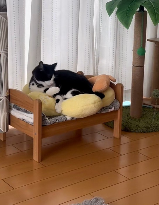 毛づくろいする猫3