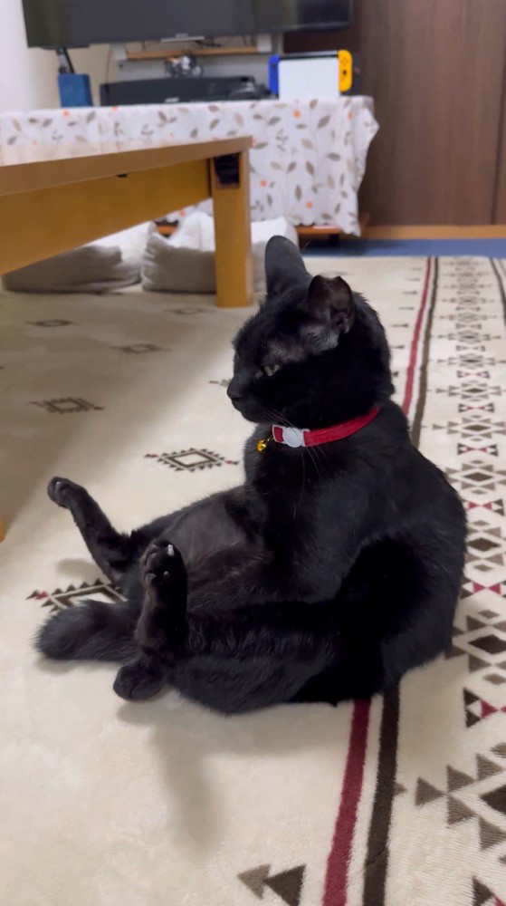 腰を曲げて人間のように座る猫