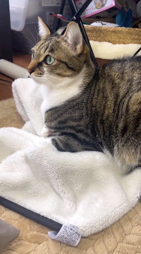 遠くを見つめる猫