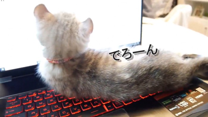 キーボード上ででろーんと横になった子猫