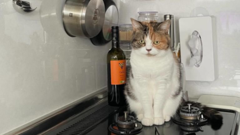 キッチンにいる猫