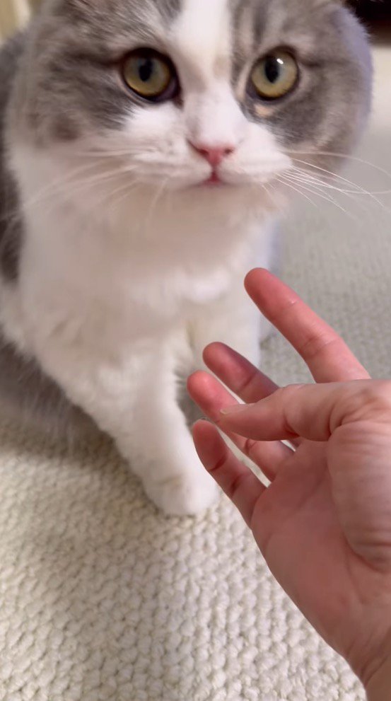 飼い主を見つめる猫