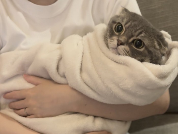 タオルにくるまれるマンチカン