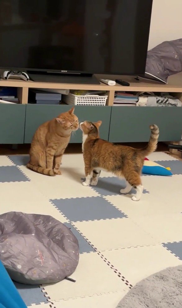 鼻チューするきなこちゃんとにゃん太くん