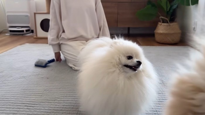 猫を追いかける犬