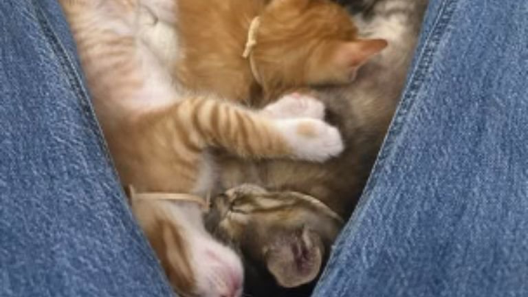 股の間で眠る子猫