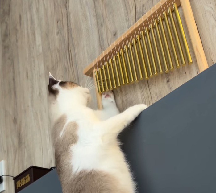 ウインドチャイムに前足を当てる猫