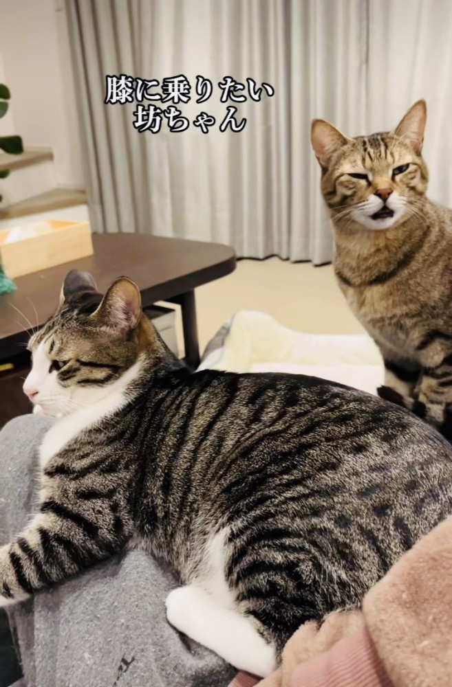 ママの膝の上でくつろぐキジ白猫と順番を待つキジトラ猫