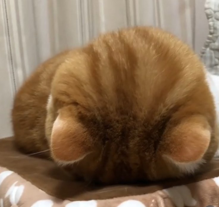 うつ伏せになっている猫の頭頂部(正面)