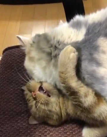 口を開けてジッとしている茶トラ猫と、茶トラ猫を毛づくろいする三毛猫