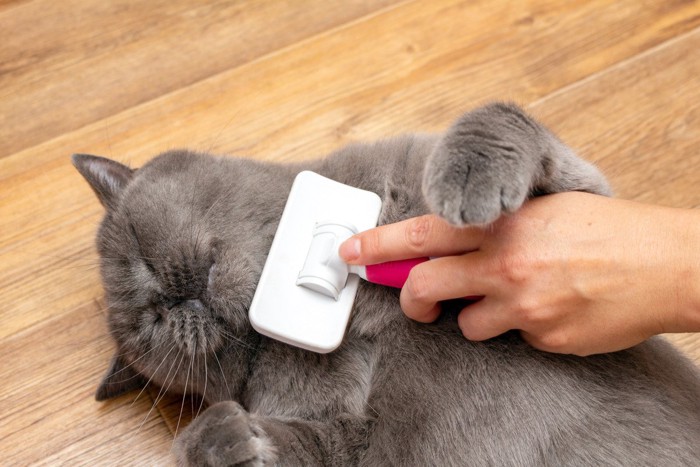 ブラッシングされる猫