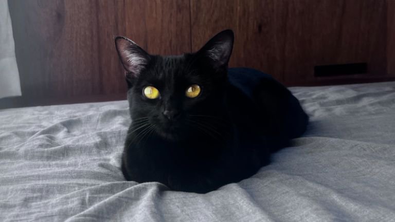 ベッドの上にいる猫