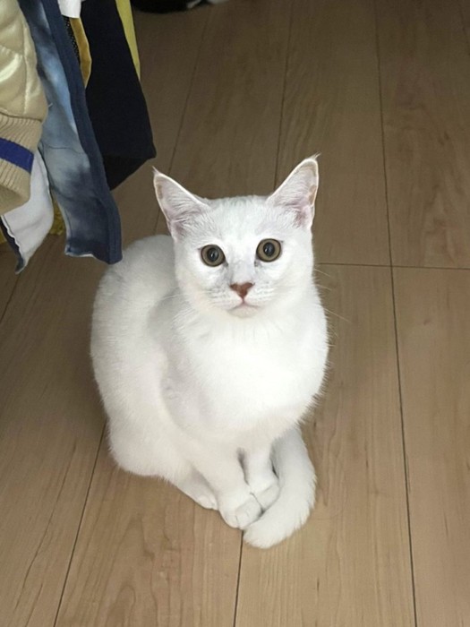 優雅に座る白猫