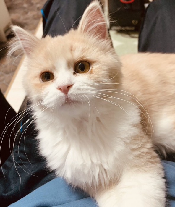 カメラの方を見る子猫