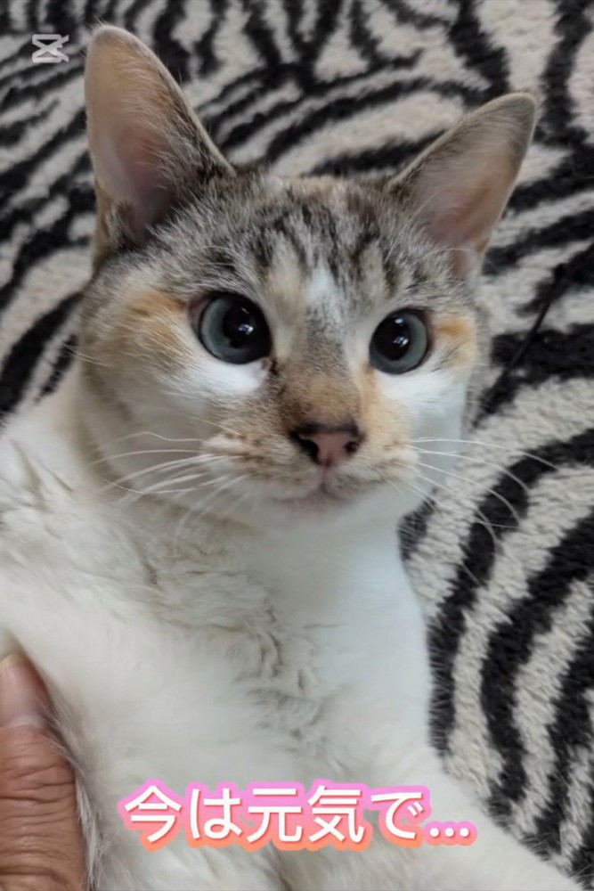 顔に模様がある猫の顔