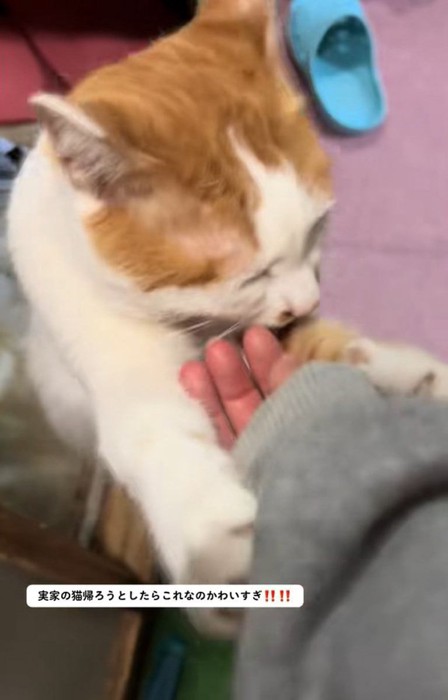 必死なねこちゃん