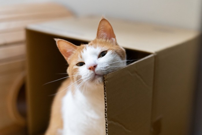 ダンボール箱越しに見つめる猫