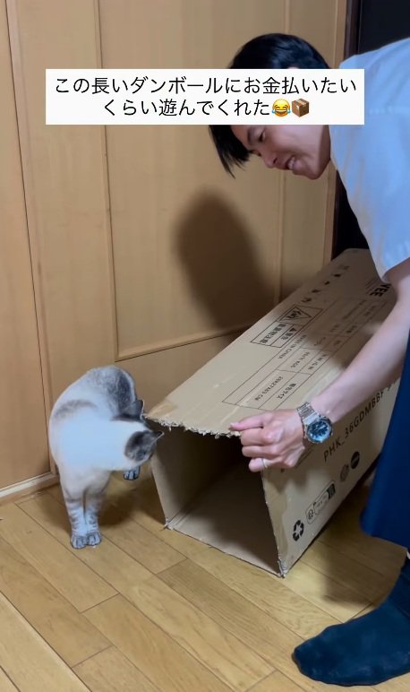 中を覗く猫