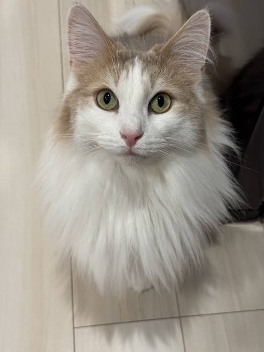 飼い主を見上げる猫