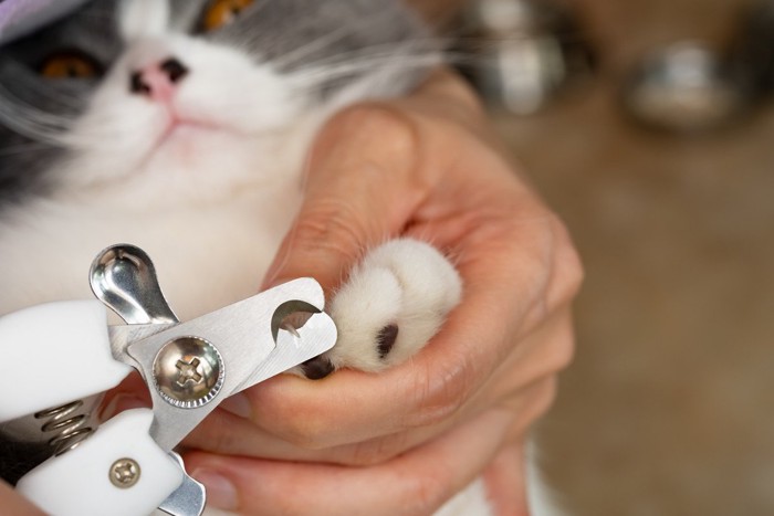 猫の爪切りシーン 手元のアップ
