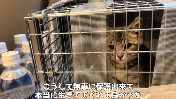 捕獲機に入った子猫3