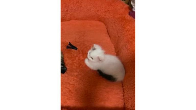 座っている子猫