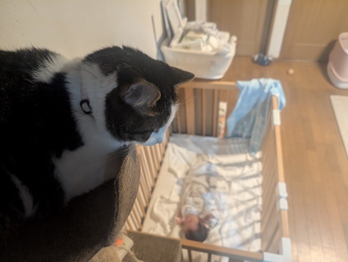 キャットタワーの上から赤ちゃんを見つめる猫